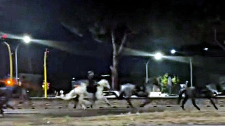 Fuga dei cavalli, il caso in procura: i quattro vigili esclusi dalla parata del 2 giugno