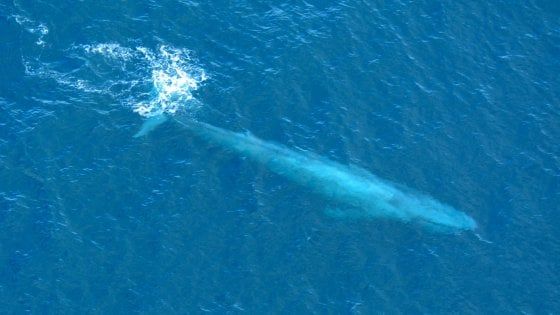 Australia, balenottera azzurra fotografata a Sydney: è il terzo avvistamento in 100 anni