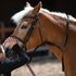 Autismo, la calma che arriva a cavallo