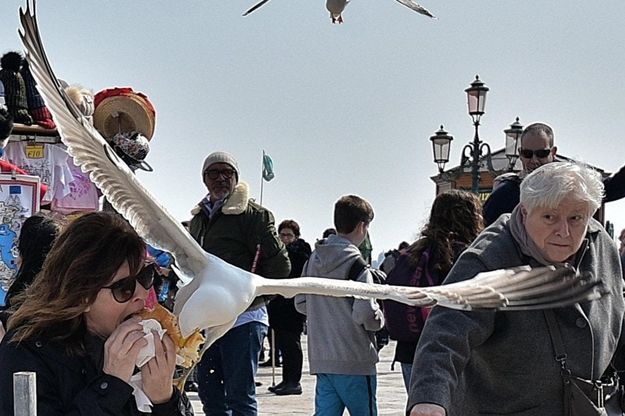Venezia, furto al volo: il gabbiano si avventa sul panino della turista