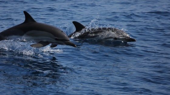 Delfini e capodogli nel mare di Ischia, via all’iter per la tutela