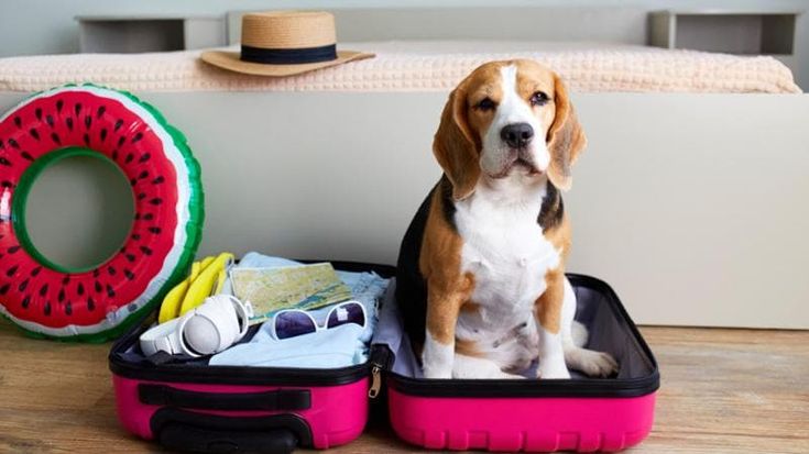 Vacanze: cresce la domanda di esperienze di viaggio inclusive per gli animali da compagnia
