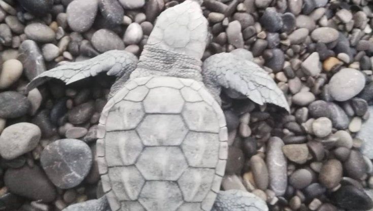 A Maratea la schiusa delle 124 uova Caretta Caretta deposte quarantatré giorni fa