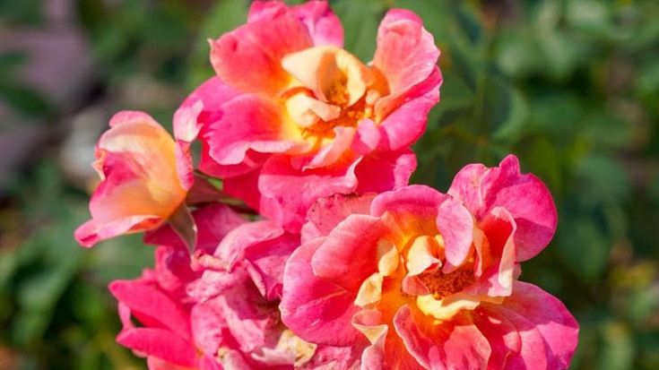 La Rosa di Bam, una corolla speciale che diventa premio al senso civico