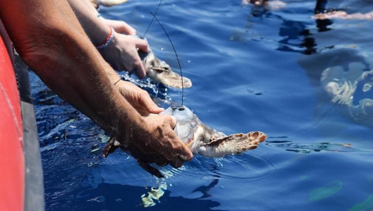 Le tartarughine di Portici torneranno in mare con “microtag” satellitari