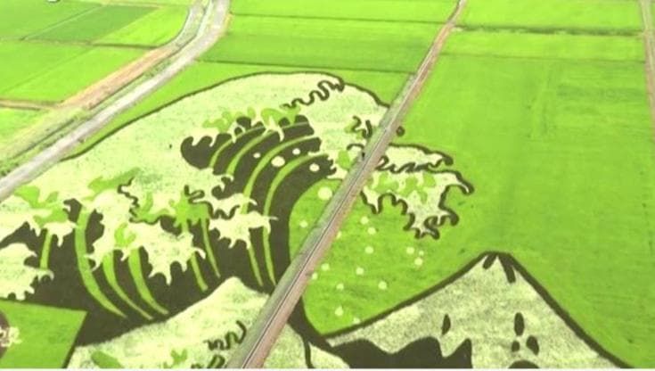 Giappone, terreni agricoli come opere d'arte: l'incredibile omaggio dei contadini a Tokyo 2020