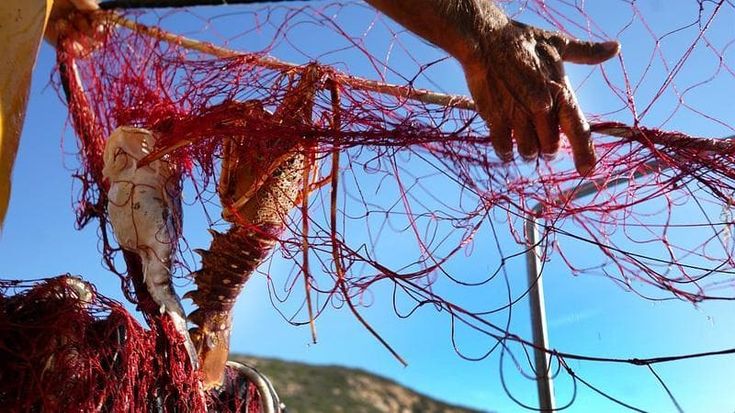 Slow Food presidia la pesca all’Isola del Giglio