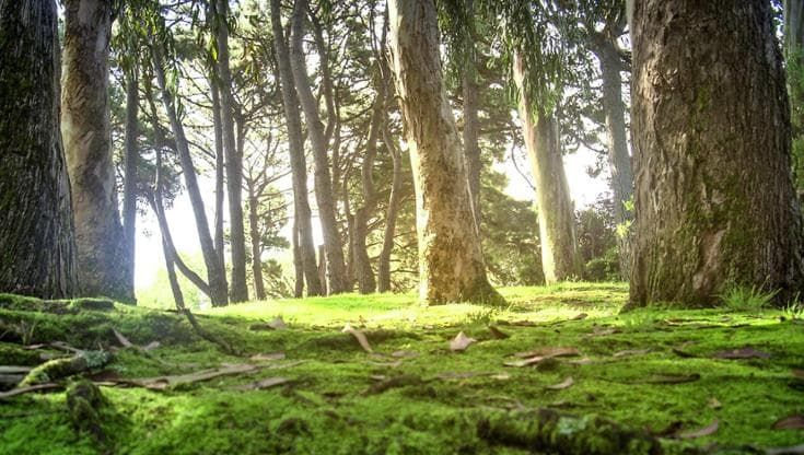 Idee, parole e canzoni sussurrate tra gli alberi della Montagna Fiorentina
