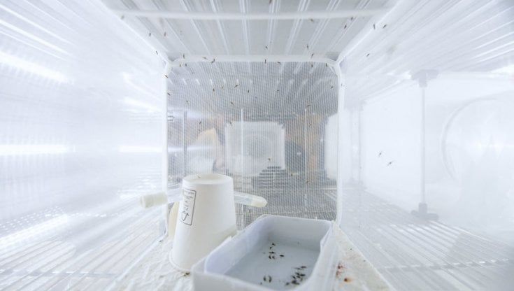 Malaria, prima approvazione di un farmaco per bambini