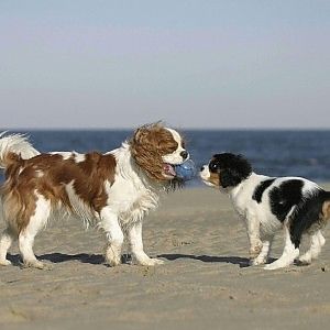 E il Comune apre la prima bau beach: oasi per cani e cuccioli