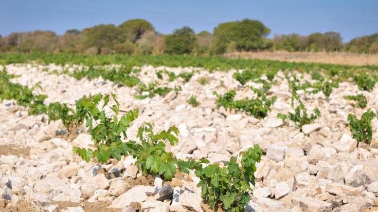 Vigna Pianali, il Bolgheri del magnate Alejandro Bulgheroni debutta sul mercato