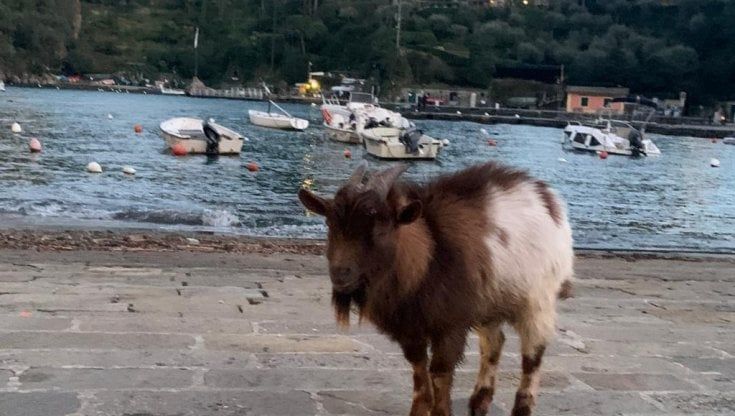 Il capretto in piazzetta a Portofino, adottato dal borgo