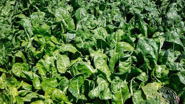 Come l’innovazione può aiutare il mercato dei produttori bieticoli