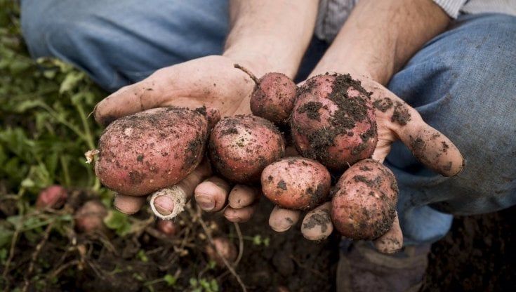Le patate di montagna dei Nebrodi nuovo presidio Slow Food in Sicilia 