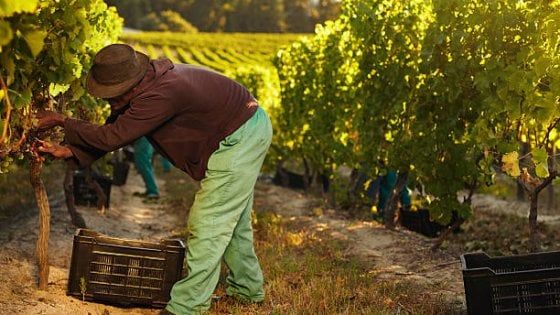 Formaggi, olio, pomodori e vino: il lavoro degli immigrati che mantiene vive le nostre campagne