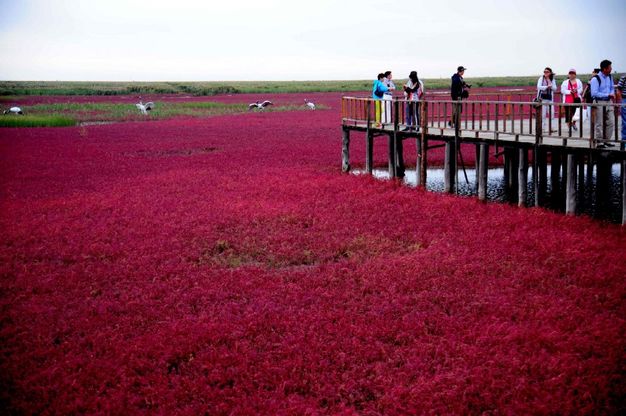 Cina, il mare d'autunno: le alghe dalle mille sfumature di rosso