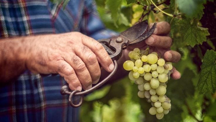 Agricoltura toscana, cresce il valore ma cala la produzione: il vino perde oltre il 13%