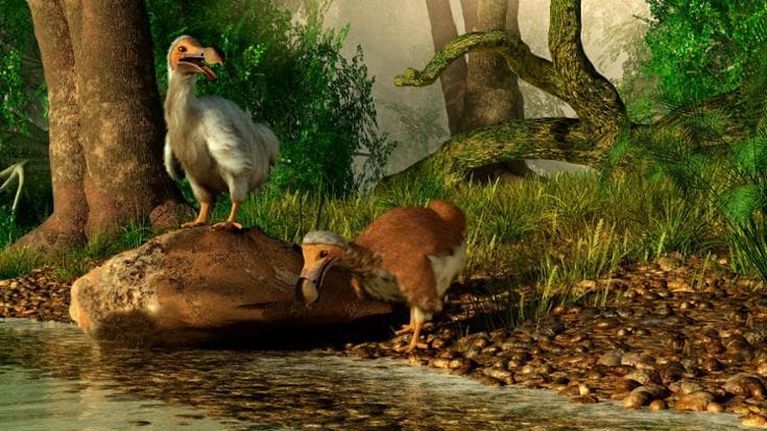 Il genoma del dodo è quasi completo: la scienza avanza verso la de-estinzione