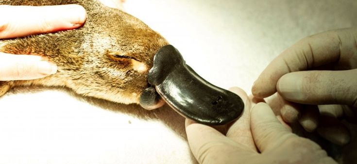 La biodiversità perduta. "La natura ci sorprende ed è il nostro futuro"
