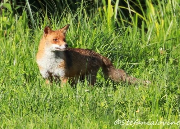 Roma, la volpe fa capolino tra i cespugli nel parco della Caffarella