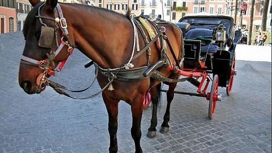 "Le botticelle non saranno mai abolite". E in Campidoglio si dimette in polemica la delegata agli animali 