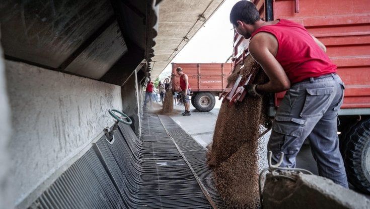 Siccità, il grano epico delle colline torinesi: “Abbiamo perso un terzo del raccolto”
