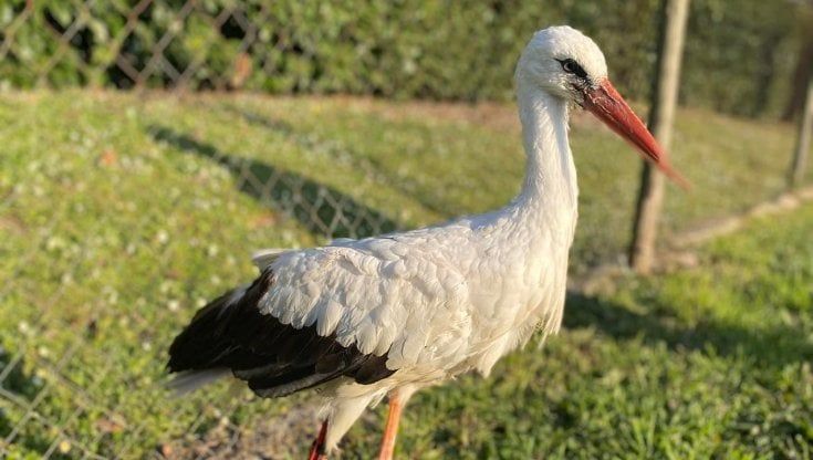 Una protesi alla zampa per Yuma, la cicogna bionica salvata a Napoli
