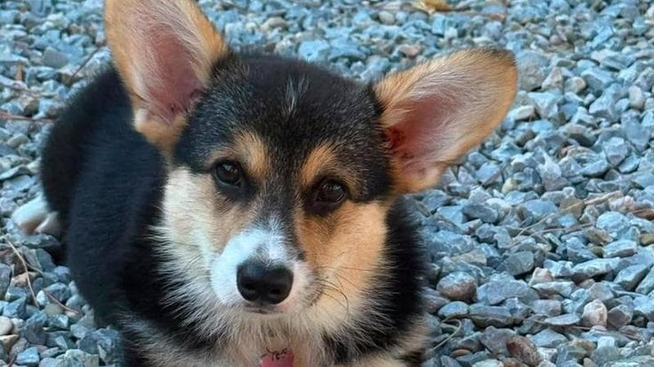 Villa Borghese shock, cucciola di corgi uccisa da cinque pitbull: “Ho temuto anche per mia figlia”