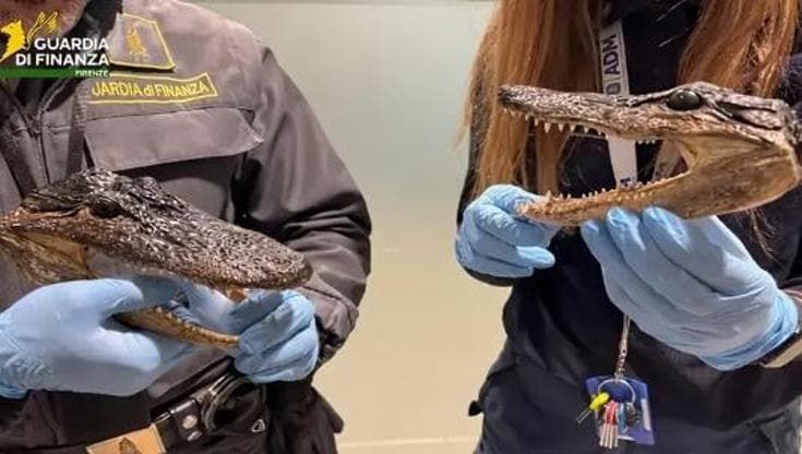Firenze, controlli aeroporto: scoperto quasi 1 milione non dichiarato. E 4 teste di alligatori
