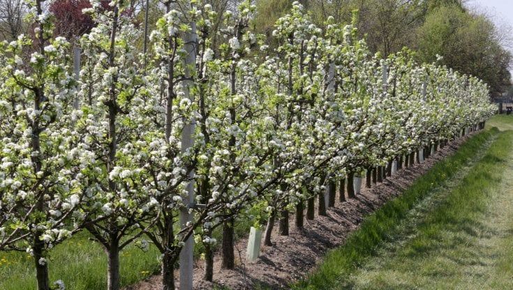 Toscana, otto gelate affossano l'ortofrutta: "Decimati pomodori e pesche"