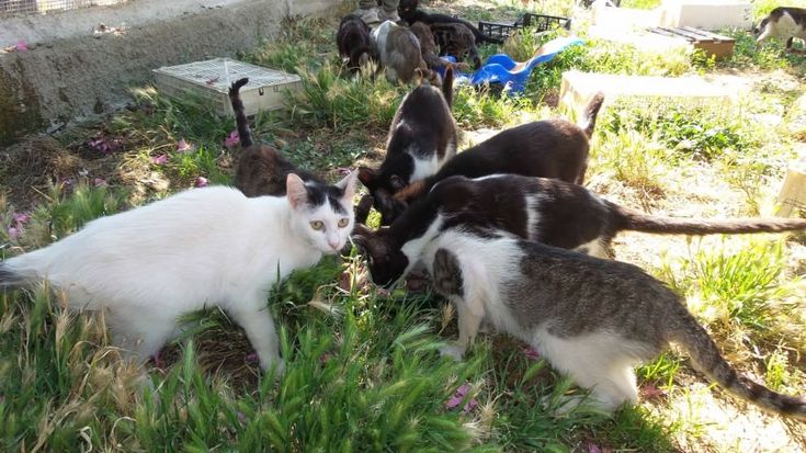 Il rifugio dei gatti diventa più accogliente, festa di volontari e benefattori