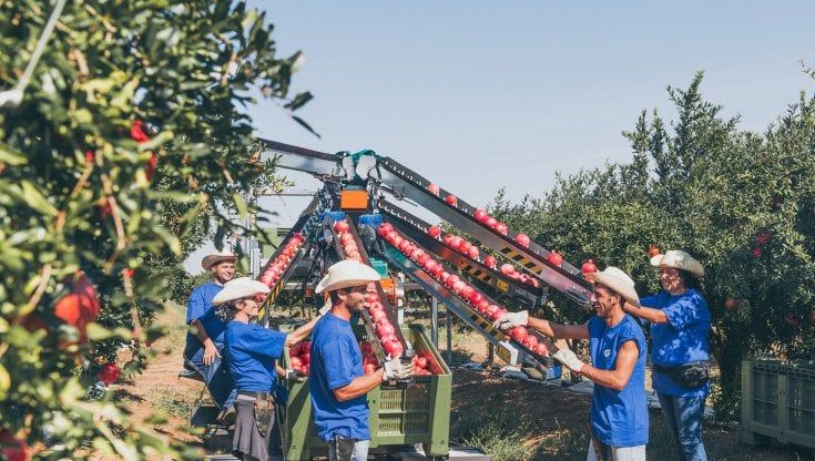 A Castellaneta il paradiso delle melagrane: "Riscopriamo un frutto già noto agli Egizi"