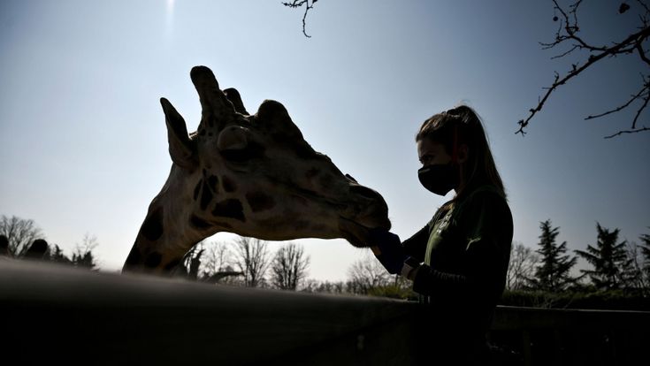 Zoo-safari a rischio crac per il virus.  Nei guai leoni, ippopotami e pinguini italiani 