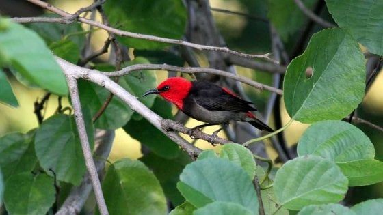 Scoperta nuova specie di uccello nelle foreste dell'Indonesia