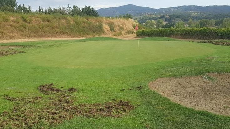 Montelupo, cinghiali devastano campo da golf. Il presidente: “Abbiamo segnalato, ma nessuno ci ascolta”
