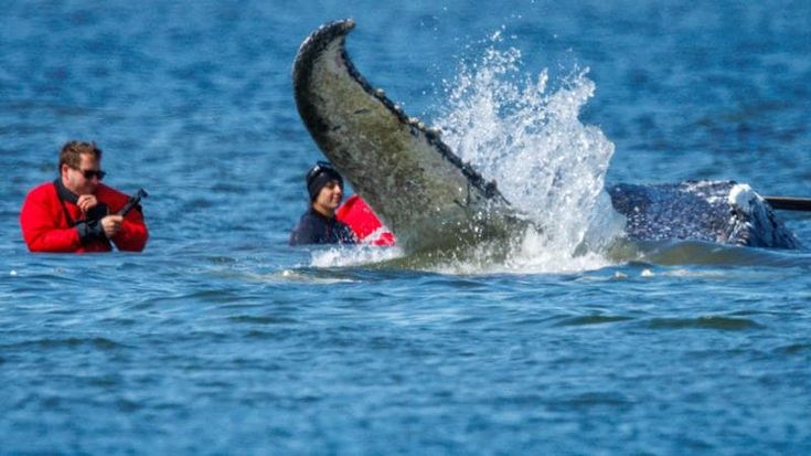 La balena Timmy è salva: arenata per un mese, è stata riportata nell'Atlantico