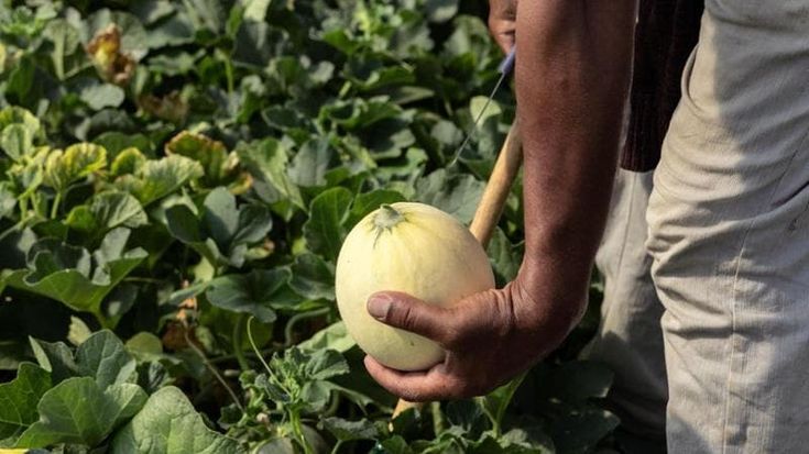 “In Lombardia 70mila lavoratori irregolari”: il report di Terra! sullo sfruttamento in agricoltura