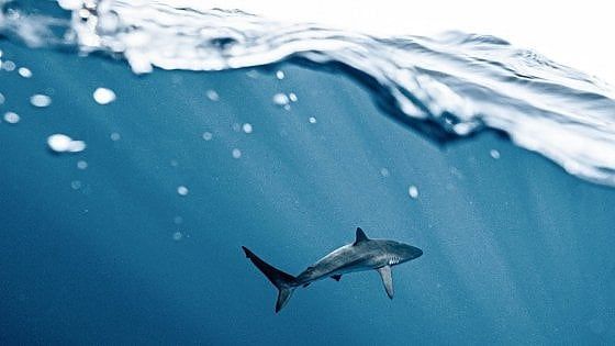 Australia, surfista tramortisce a pugni lo squalo e salva la moglie: "Ho fatto quello che avrebbe fatto chiunque"