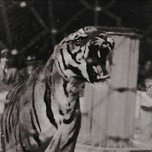 L'amore al Circo, l'archivio intimo dei Togni