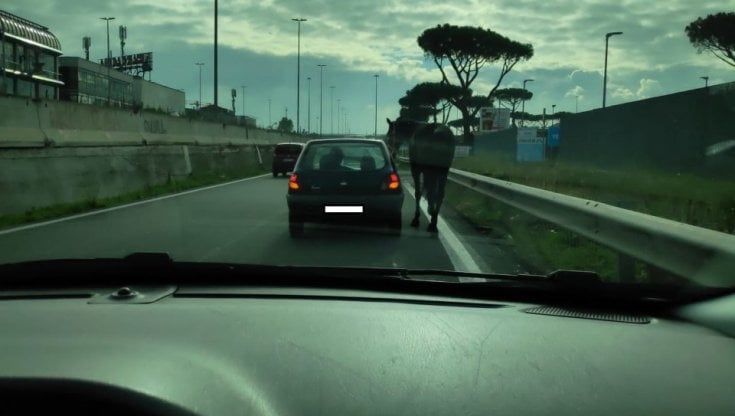 Casamonica porta a spasso il cavallo sulla circonvallazione: denunciato a Roma