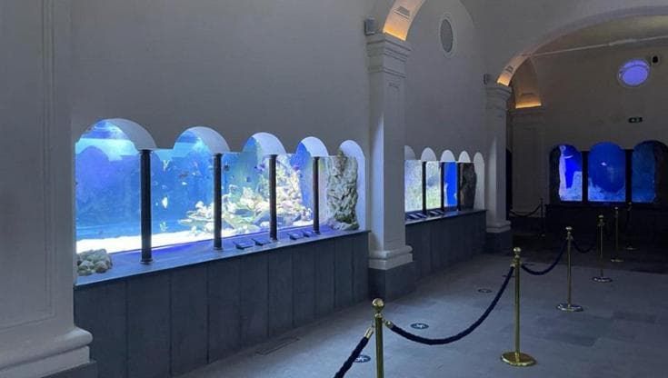 La lezione della lumaca di mare