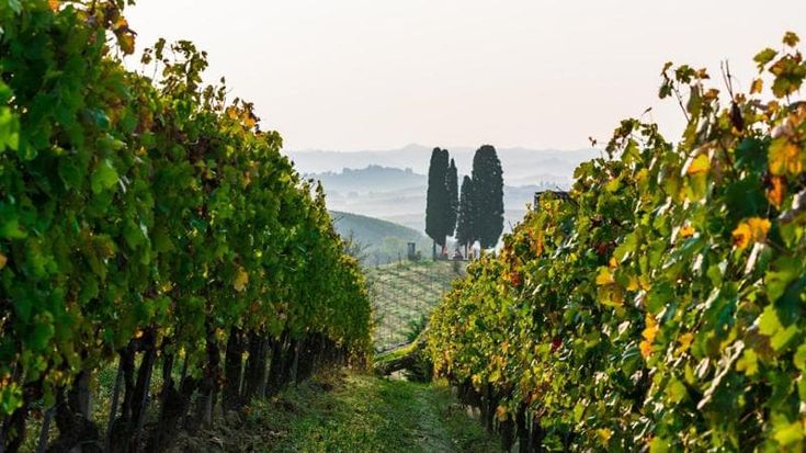 Un milione di bottiglie e 97 cantine, nasce il consorzio del Nizza Docg