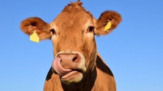 Batteri resistenti: dalle mucche agli uomini