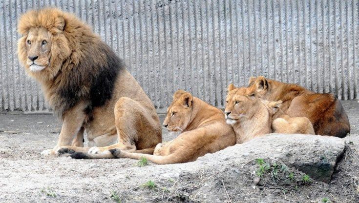 A caccia del Covid tra gli animali negli zoo: la ricerca sul passaggio del virus tra uomo e animale 