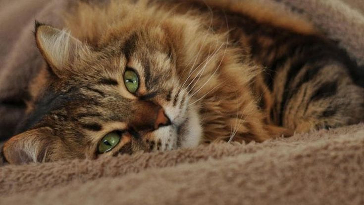 Tutti matti per i gatti, quante star al Padiglione Blu