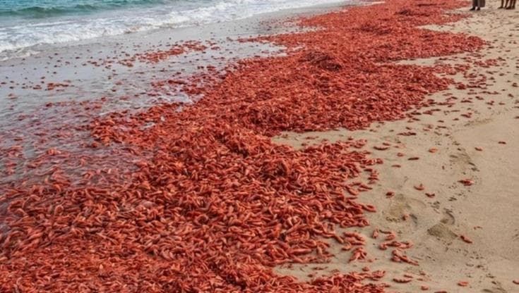 In Oman la spiaggia invasa dai gamberetti. "Moria dovuta al caldo"