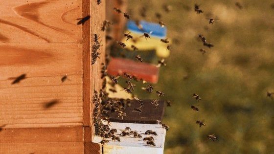 Le api sono il termometro della salute dell’ambiente