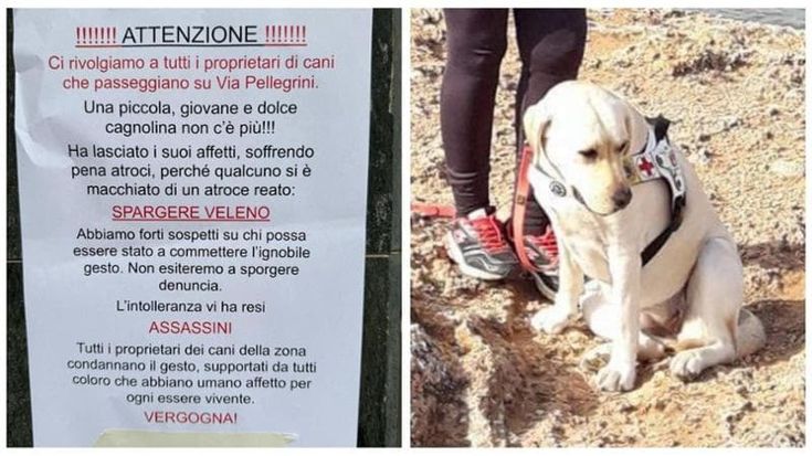 A Bari un altro cane avvelenato in strada a Carrassi. L’allarme per i cani guida dei ciechi