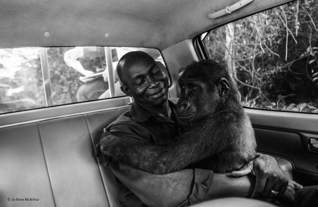 La piccola gorilla tra le braccia del suo salvatore: ecco lo scatto vincitore del Wildlife photographer of the year people's choice award