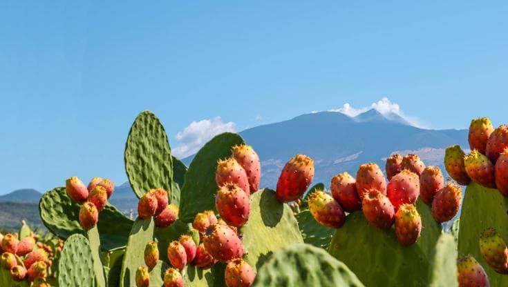 Il paradiso del gusto? È in Sicilia, e la nuova Guida di Repubblica lo racconta